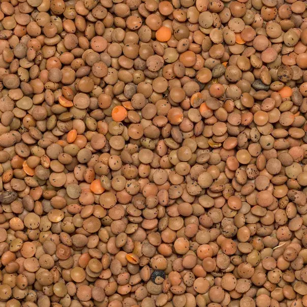 Small Brown Lentils